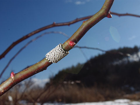 オビカレハの卵