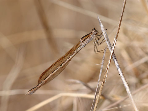 オツネントンボ