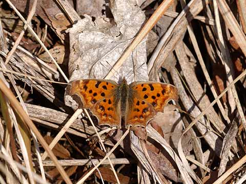 今年初めてのキタテハ