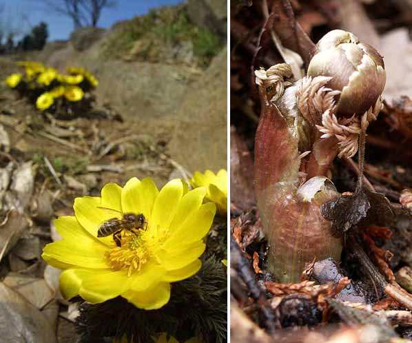 野生と栽培のフクジュソウ