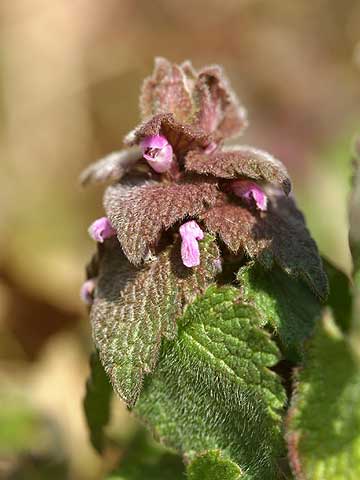 ヒメオドリコソウ