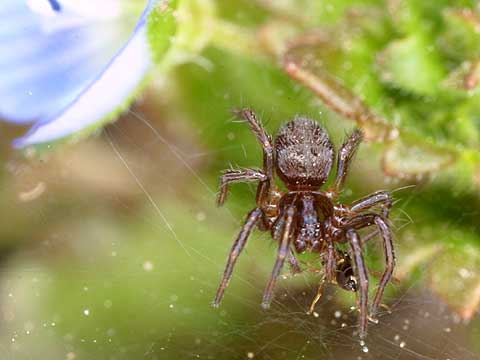 ハエを捕らえたクサグモの仲間