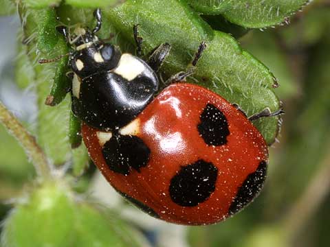 ナナホシテントウの捕食