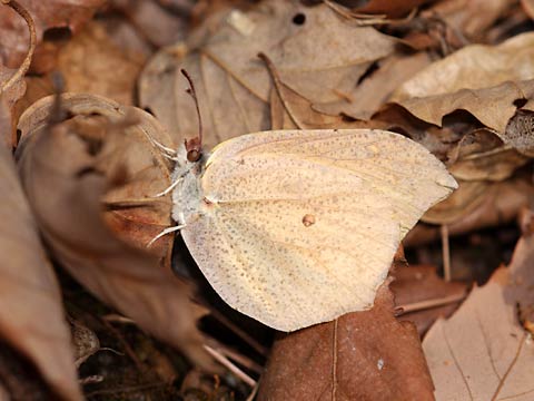 スジボソヤマキチョウ