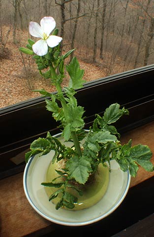 ダイコンの水栽培　その後