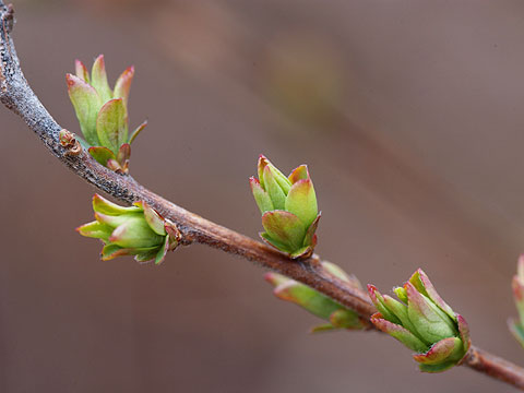 ユキヤナギの新芽