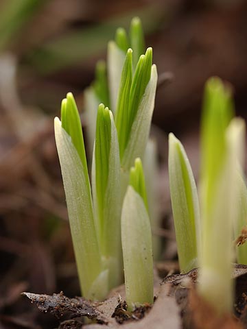 庭のクロッカス