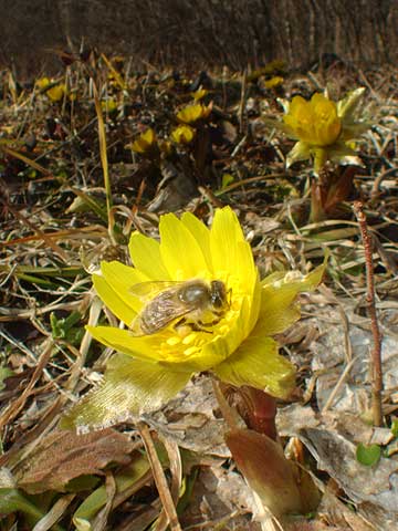 望月のフクジュソウ