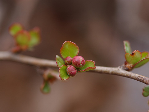 クサボケの新芽