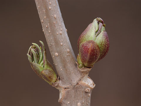 ニワトコの新芽