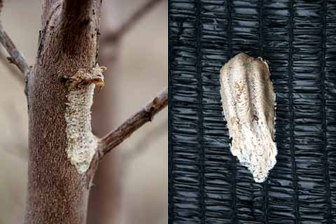 食べられてしまったカマキリの卵