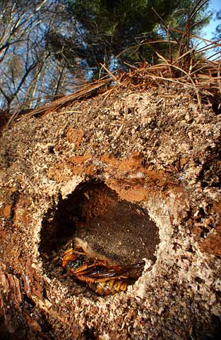 キイロスズメバチの越冬