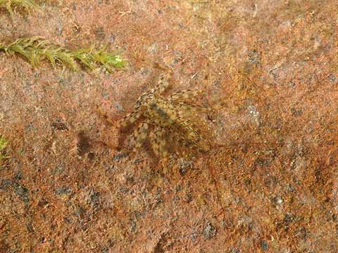 ヒラタカゲロウ