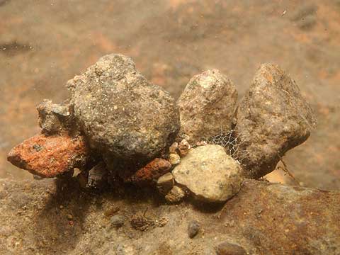 ヒゲナガカワトビケラの幼虫の巣