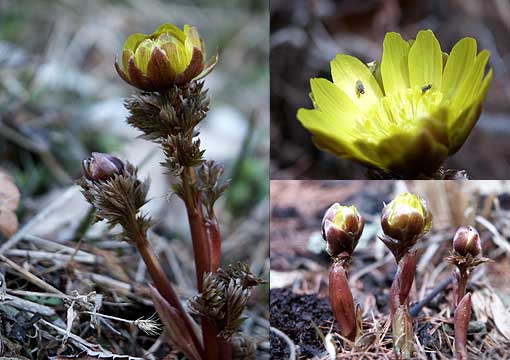 夕方になると閉じるフクジュソウ