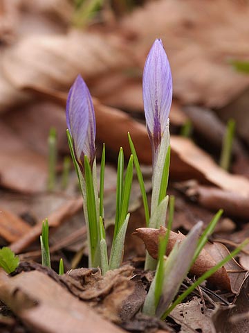 アトリエのクロッカス
