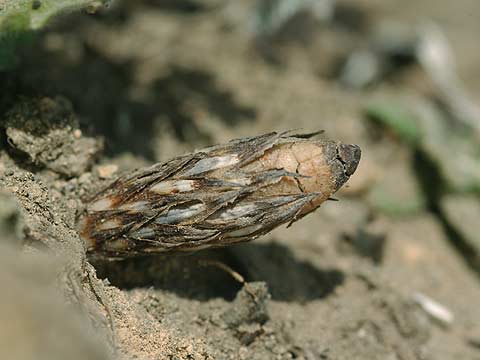 ツクシが出はじめ