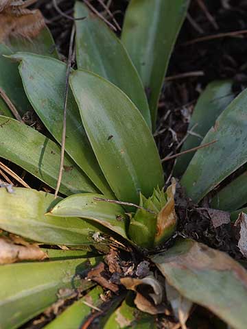 ショウジョウバカマの新芽