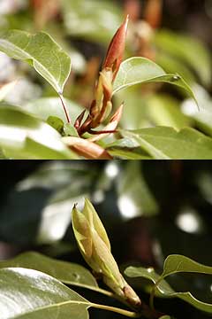 クスとタブの新芽