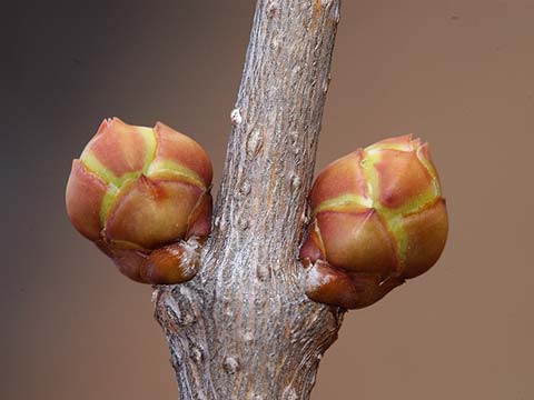 ライラックの花芽