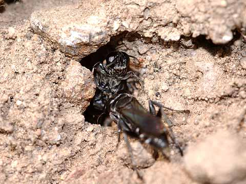 ベッコウバチの一種