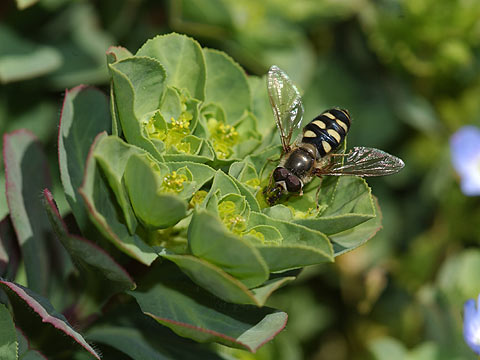 ナミホシヒラタアブ