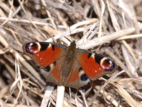 クジャクチョウ