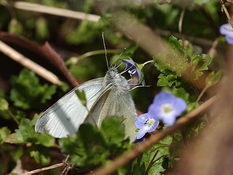 今年初のモンシロチョウ
