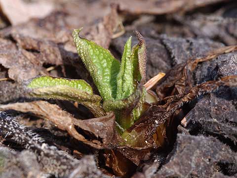 コンフリーの新芽