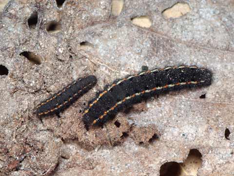 ウスバシロチョウの幼虫