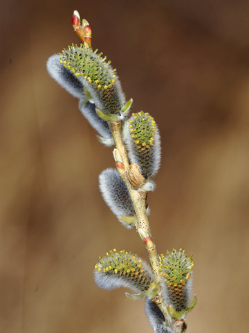 ヤナギの花