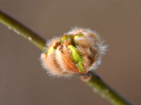 ダンコウバイの花芽