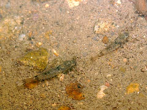 羽化の近そうなカゲロウの幼虫