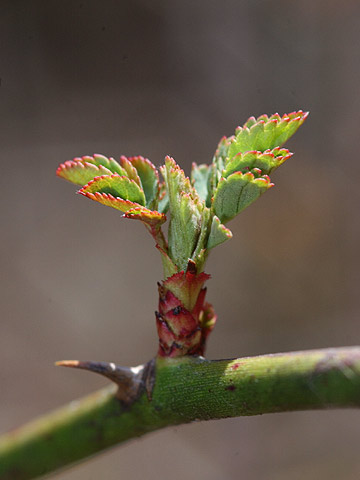 バラの新芽