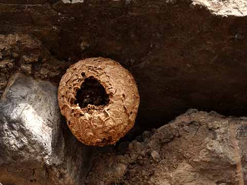 スズメバチの空き巣