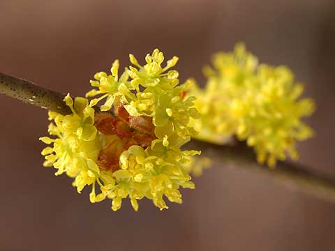 ダンコウバイの花