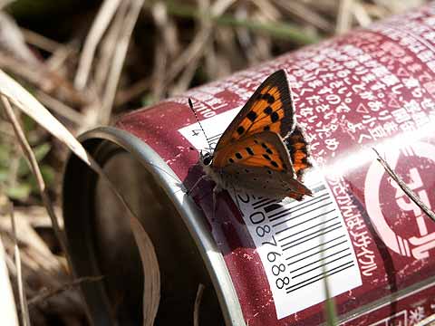 空き缶にとまるベニシジミ