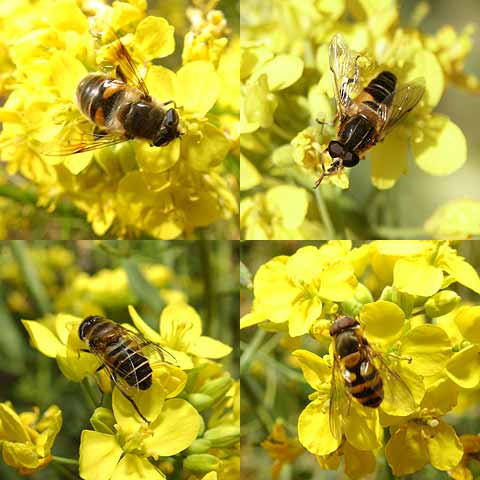 様々なハナアブ