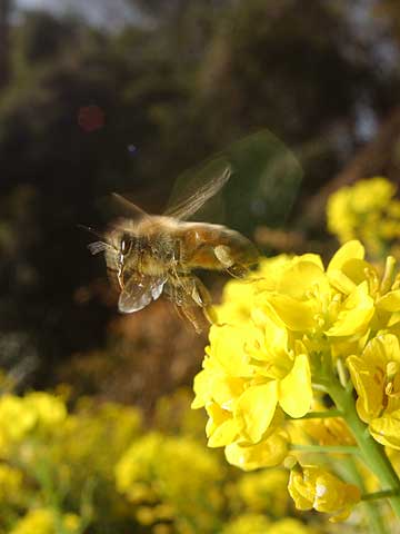 ナノハナとミツバチ