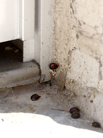 越冬後のテントウムシ