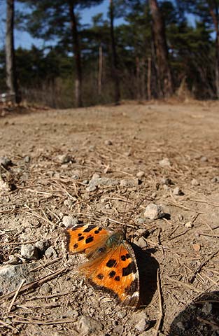 庭のヒオドシチョウ