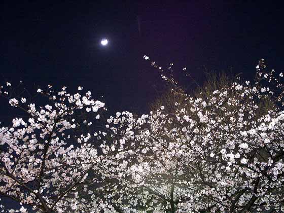 東京に戻ってびっくり（市ヶ谷のサクラ）