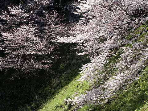 千鳥が淵のサクラ