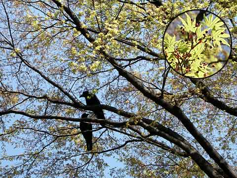 北の丸公園のカエデ