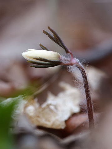 アズマイチゲのつぼみ