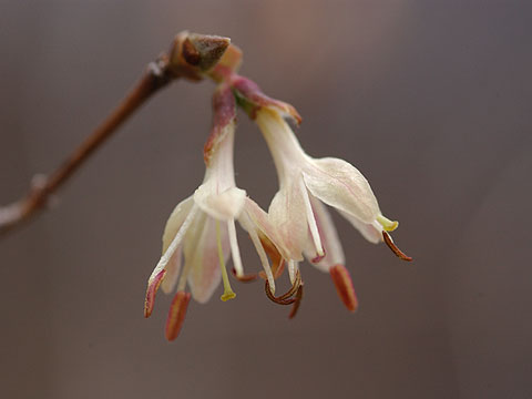 林の中の白い花