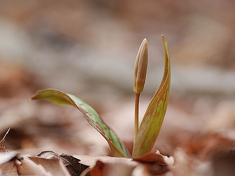 カタクリのつぼみ