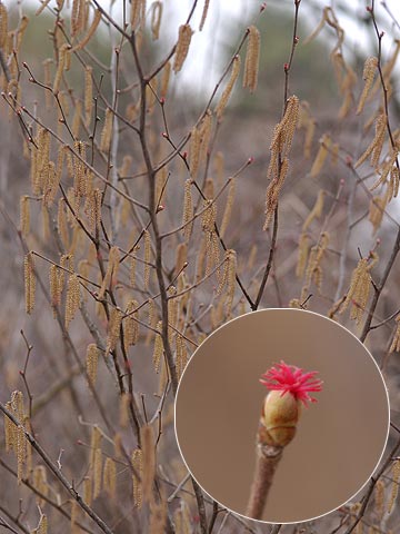 ツノハシバミの雌花