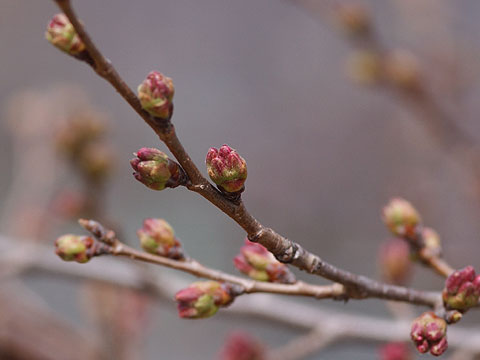 丸子のサクラの様子