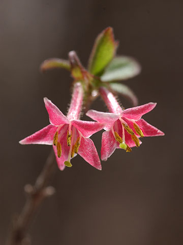 ウグイスカグラ